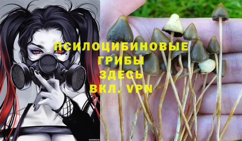 Псилоцибиновые грибы Magic Shrooms  Камызяк 